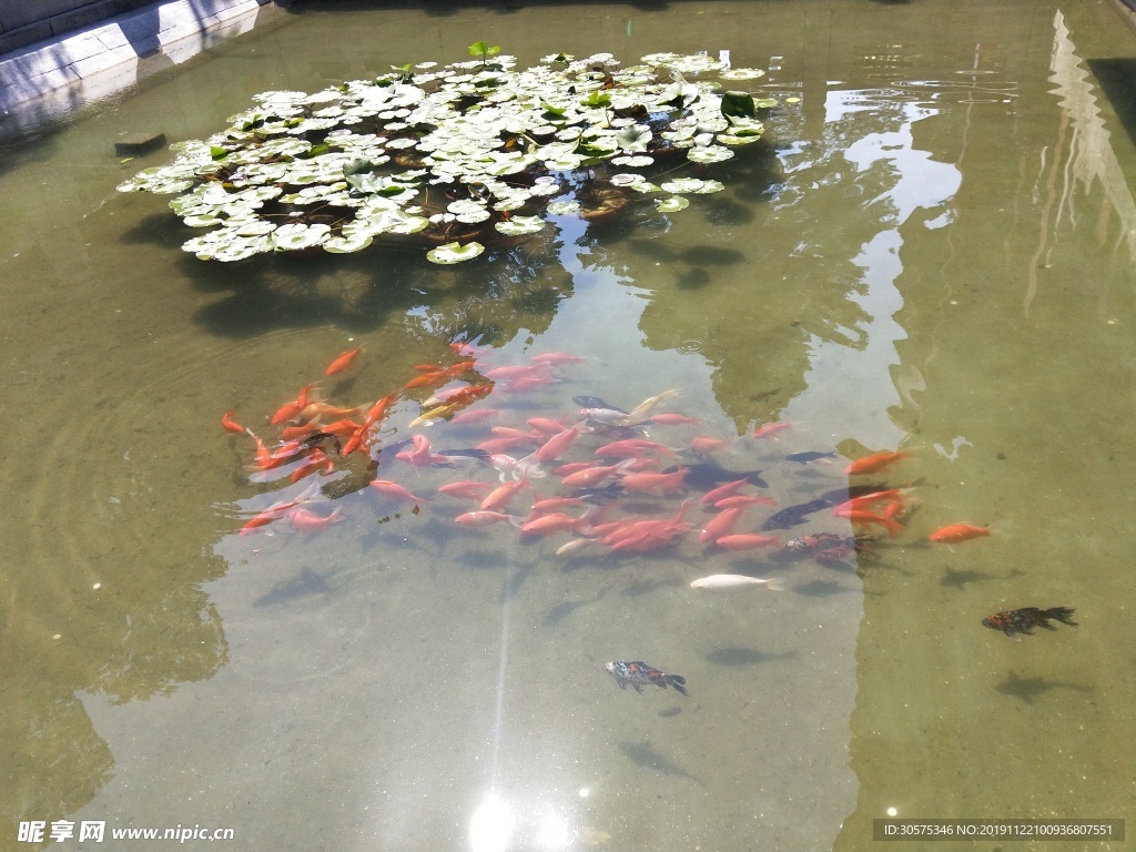故宫 鱼 莲花