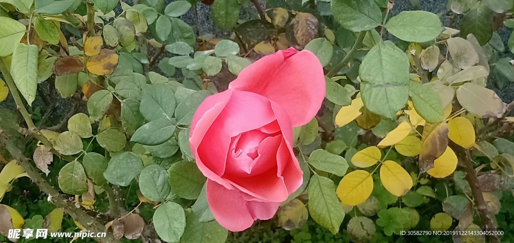 花