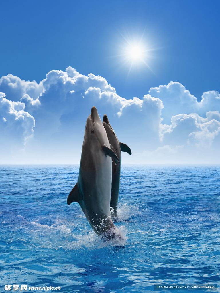 海豚