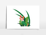 植物插画