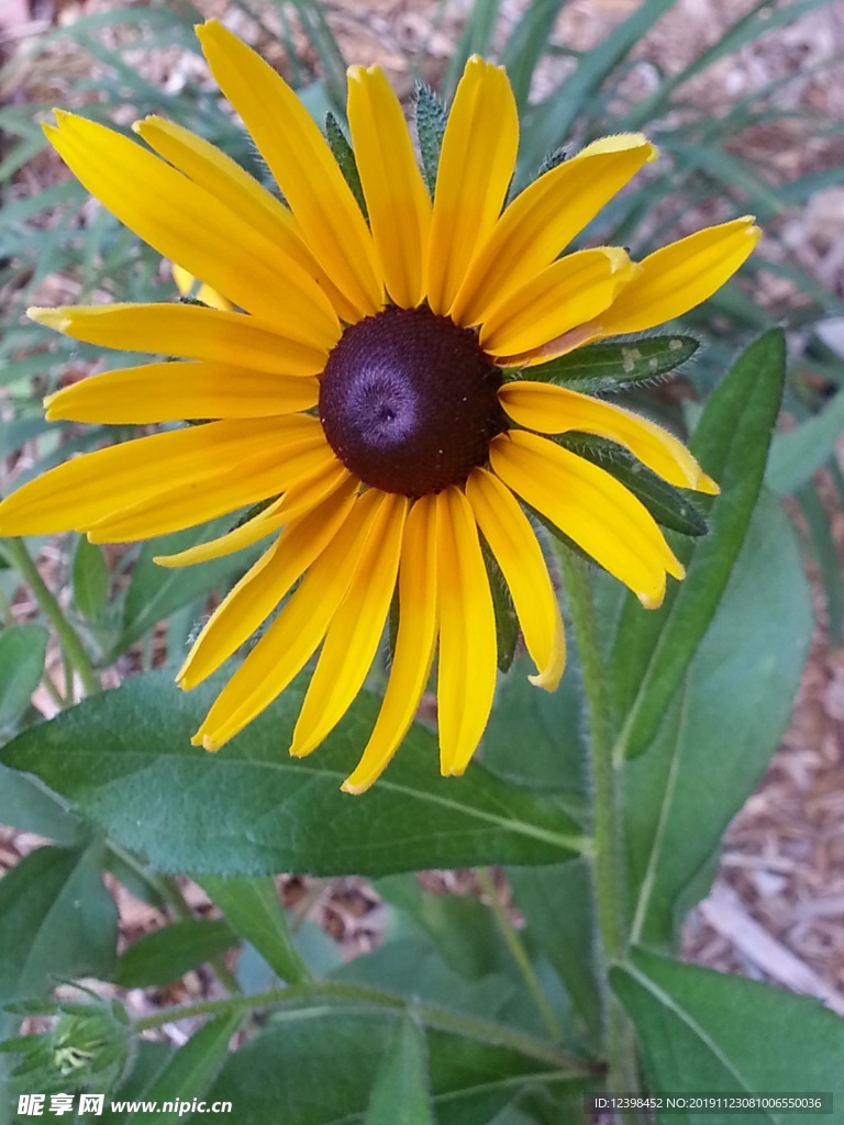 金光菊