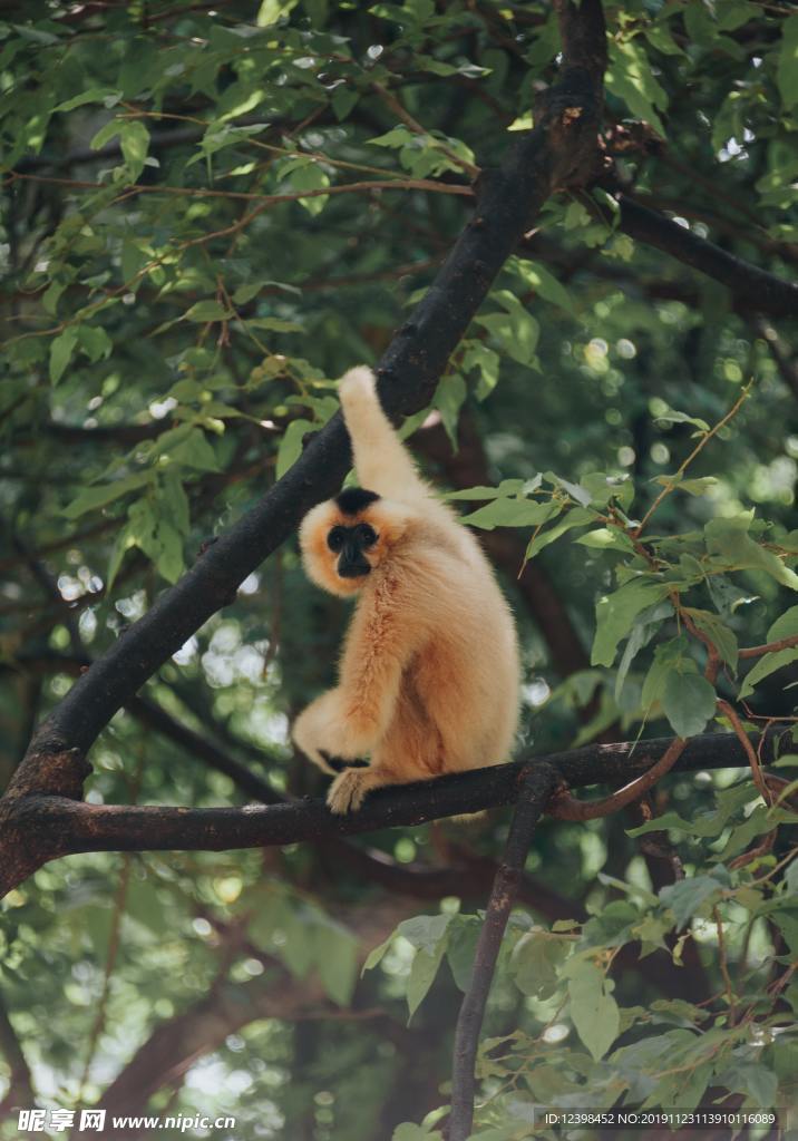 长臂猿猴