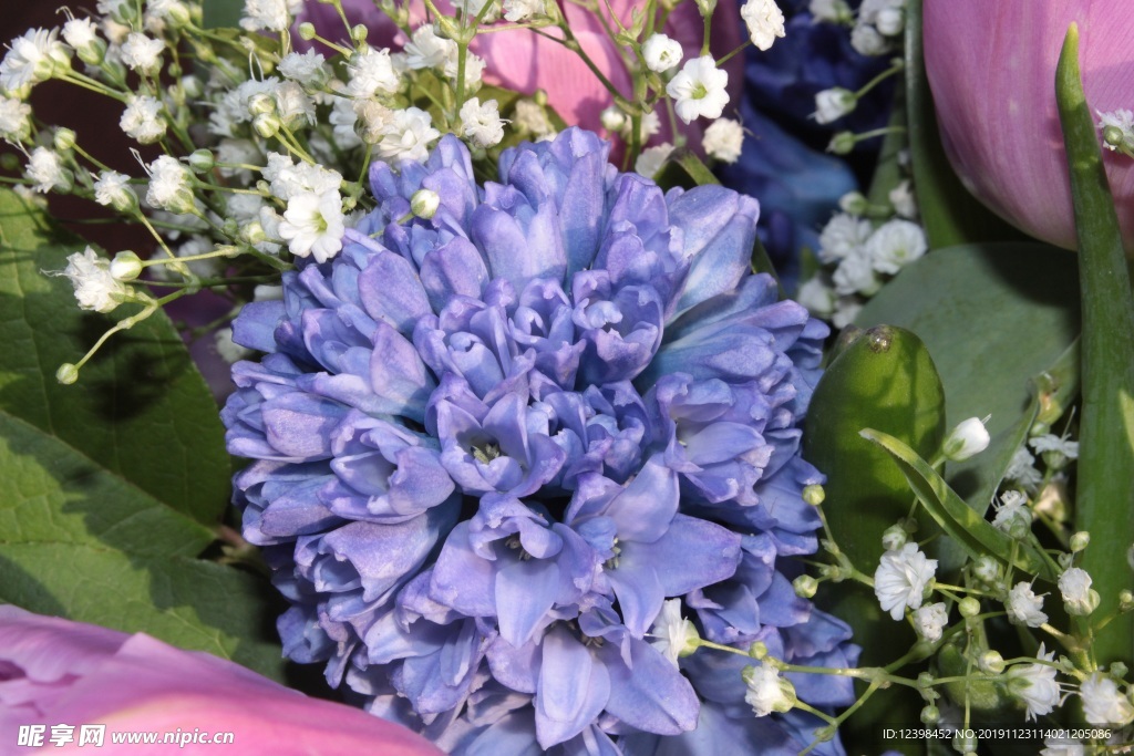 风信子鲜花