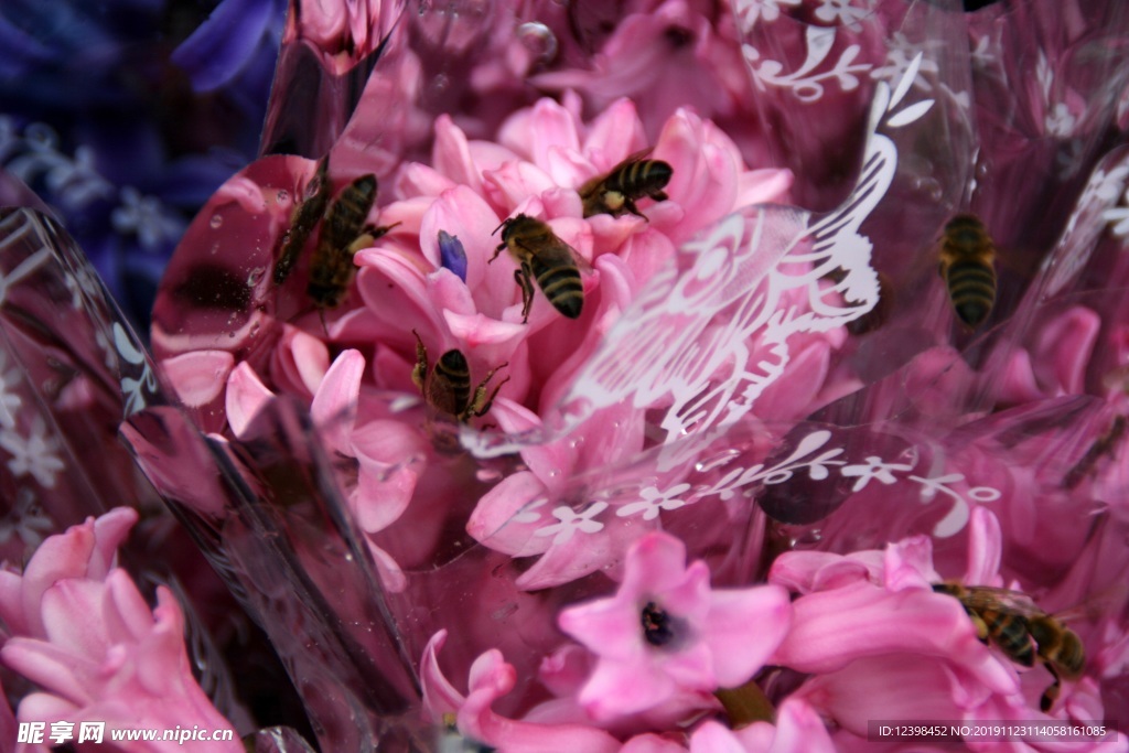 风信子鲜花