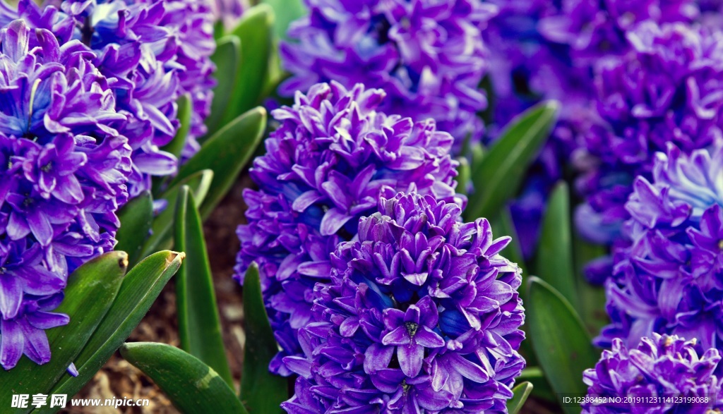 风信子鲜花