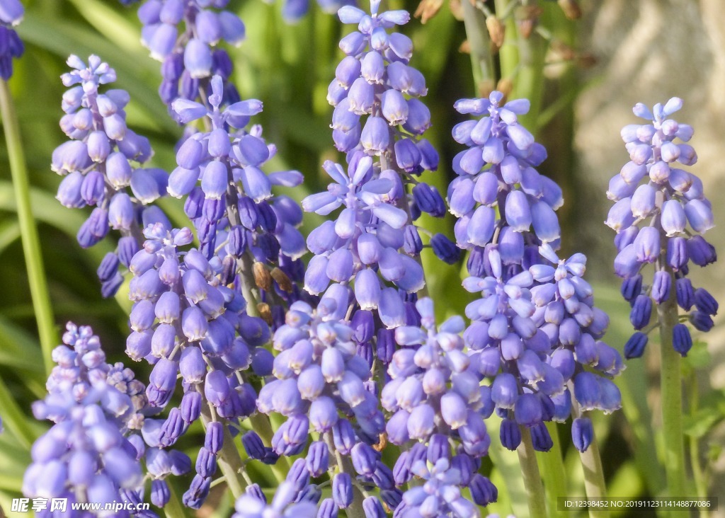 风信子鲜花