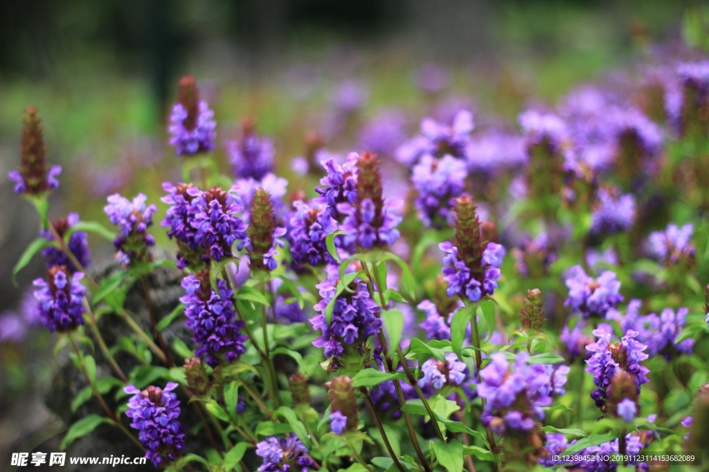 风信子鲜花
