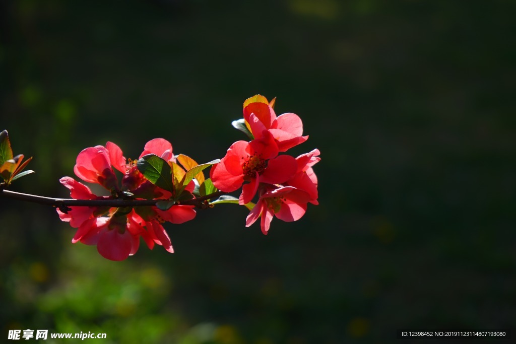 木瓜花