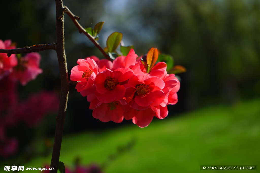 木瓜花