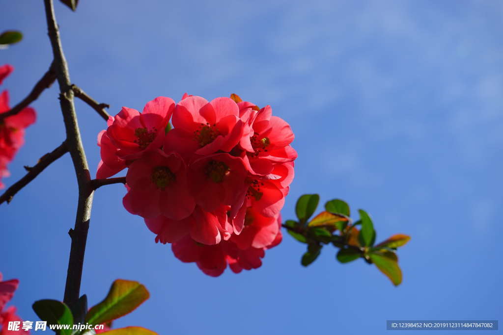木瓜花