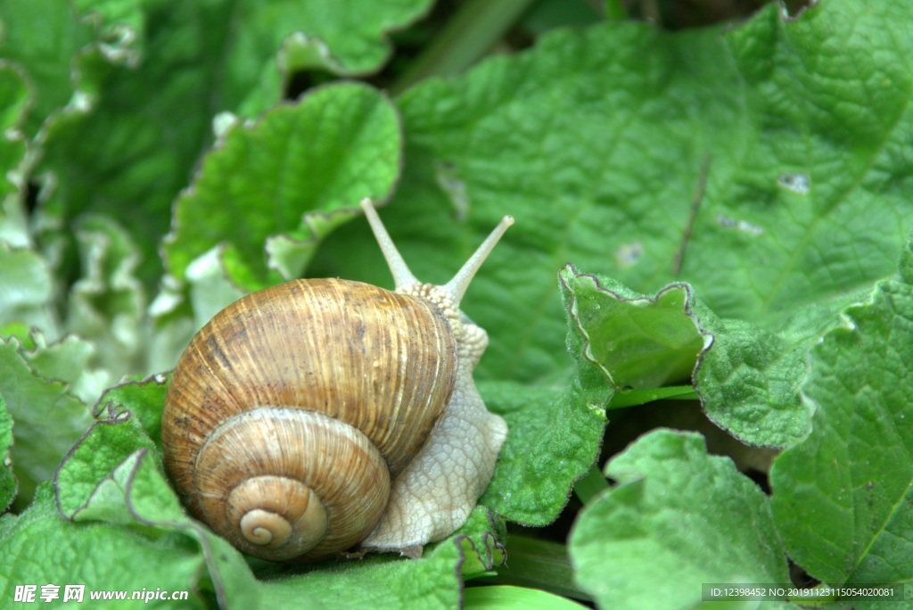 蜗牛