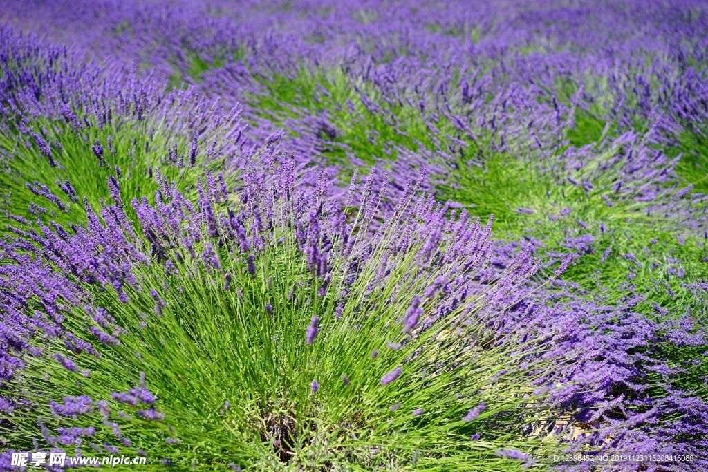 薰衣草