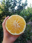 葡萄柚