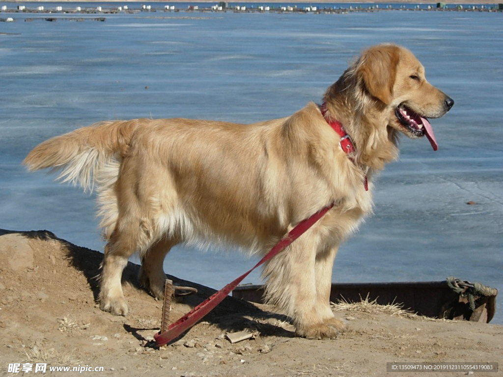 狗狗