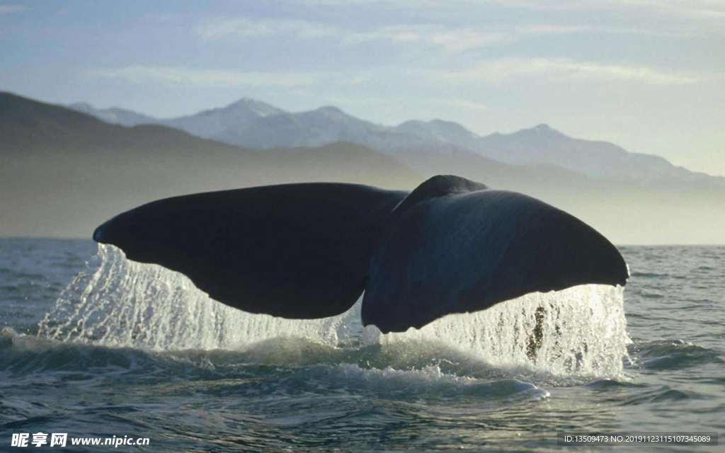 海洋生物