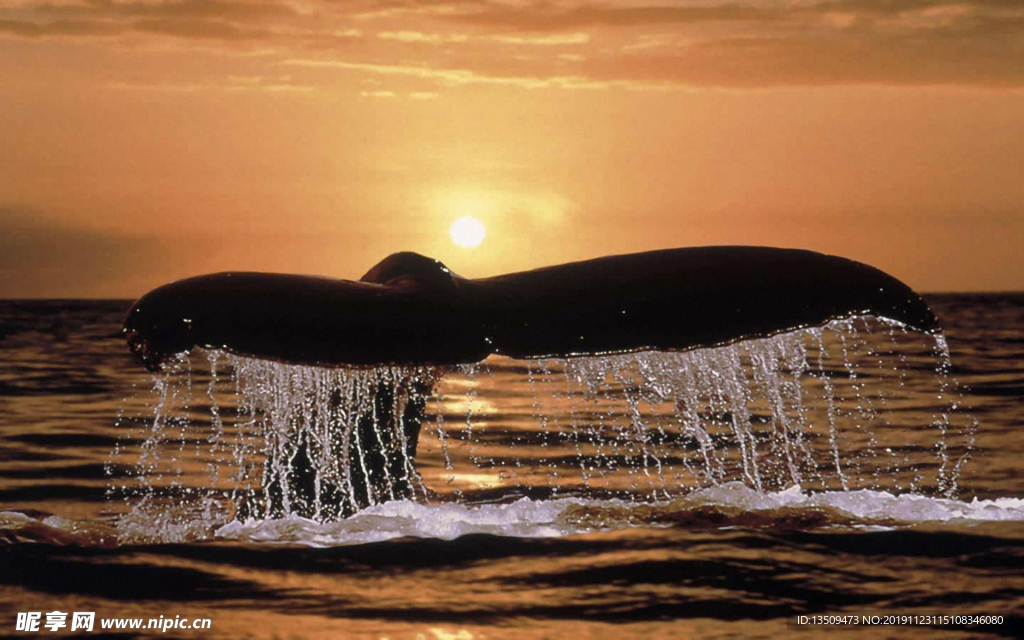 海底生物