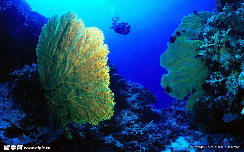 海洋生物