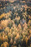 山林
