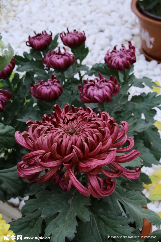 菊花