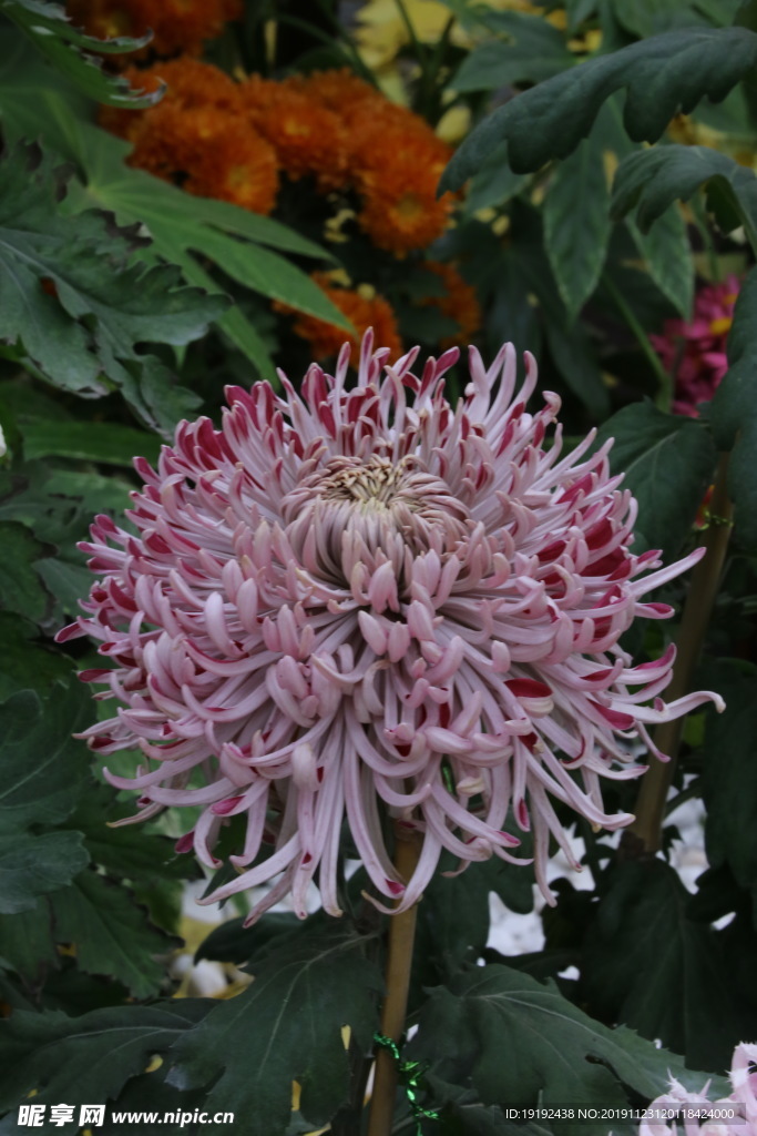 菊花