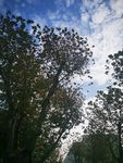 梧桐树