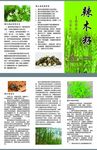 辣木籽