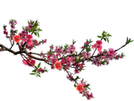 桃花春天PSD