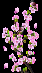 桃花春天PSD
