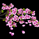 桃花春天PSD