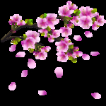 桃花春天PSD