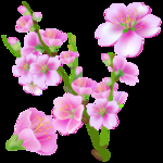 桃花春天PSD