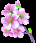 桃花春天PSD