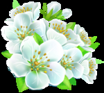 桃花春天PSD