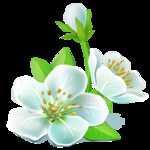 桃花春天PSD
