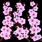 桃花春天PSD
