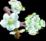 桃花春天PSD