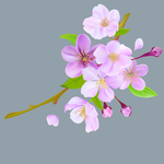 桃花春天PSD