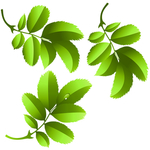 桃花春天PSD