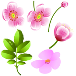桃花春天PSD