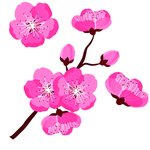 桃花春天PSD