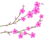 桃花春天PSD