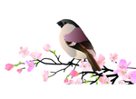 桃花春天PSD