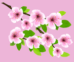 桃花春天PSD