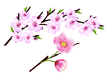 桃花春天PSD
