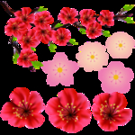 桃花春天PSD