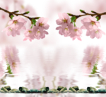 桃花春天PSD