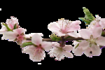 桃花春天PSD
