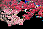 桃花春天PSD