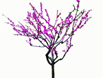 桃花春天PSD