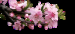 桃花春天PSD